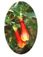 Desfontainia Flower Essence -10mls