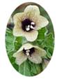 Henbane  Flower Essence - 10mls