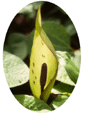 Cuckoo-Pint  Flower Essence - 10mls