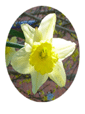 Daffodil Flower Essence - 10mls