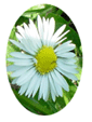 Daisy Flower Essence - 10mls