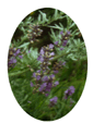 Lavender Flower Essence - 10mls