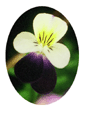 Pansy Flower Essence - 10mls