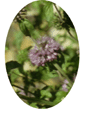 Pennyroyal Flower Essence - 10mls