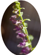 Skullcap Flower Essence - 10mls