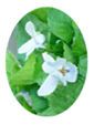 Sweet White Violet Flower Essence - 10mls